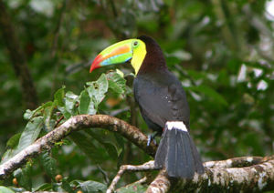 凸肋厚嘴巨嘴鳥 凸肋厚嘴巨嘴鳥
