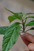 葉上花[傘形目山茱萸科植物]