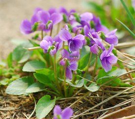 寶山堇菜 寶山堇菜