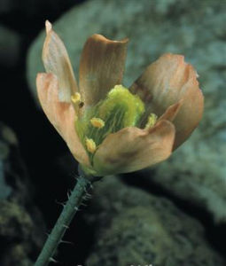 高山冰川罌粟 高山冰川罌粟