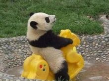 憨態可掬的國寶 大熊貓