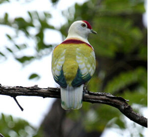 多色果鳩 多色果鳩