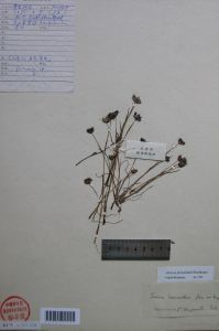 長柱燈心草 長柱燈心草