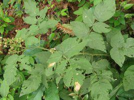 寬萼白葉莓 寬萼白葉莓