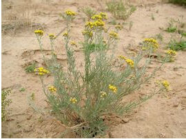 細裂亞菊 細裂亞菊