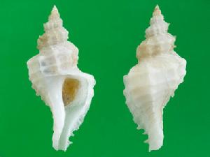 金剛海膽骨螺 金剛海膽骨螺