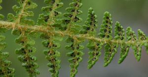 近多鱗鱗毛蕨 近多鱗鱗毛蕨