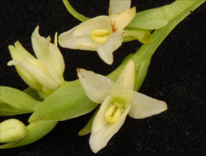 棒距舌唇蘭 棒距舌唇蘭