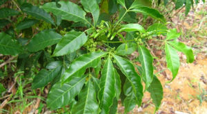 毛三椏苦 毛三椏苦