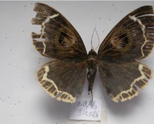 玉邊魔目夜蛾 玉邊魔目夜蛾