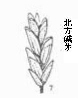 北方鹼茅 北方鹼茅