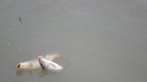 黑泉眼垂釣園 黑泉眼垂釣園