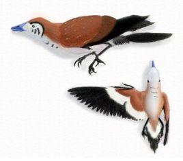 三塔中國鳥 三塔中國鳥