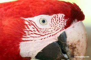 緋紅金剛鸚鵡