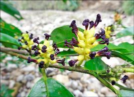 半柱花屬 半柱花屬