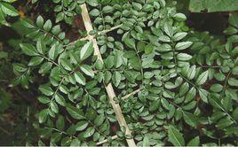 對節白臘 對節白臘