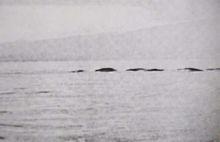 1976年拍攝到的一張奧古普古照片