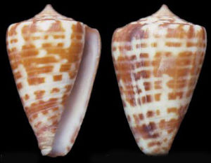 褐紫口芋螺 褐紫口芋螺