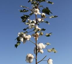 新陸早10號 新陸早10號