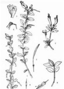 小齒芒毛苣苔 小齒芒毛苣苔