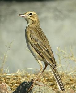 田鷚俄羅斯亞種 田鷚俄羅斯亞種