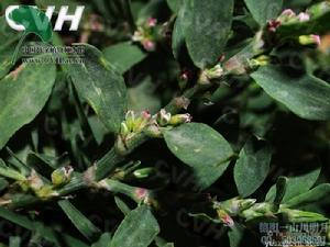 豬牙草治腎炎?fr=aladdin