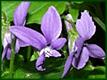 （圖）野生紫蘿蘭