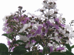 毛萼紫薇 毛萼紫薇