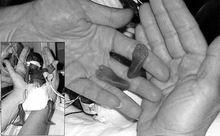 阿米利婭&middot;泰勒