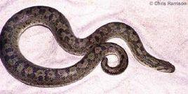 沙漠沙蚺 沙漠沙蚺