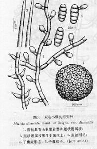 雙毛小煤炱原變種 雙毛小煤炱原變種