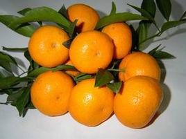 南豐貢桔 南豐貢桔