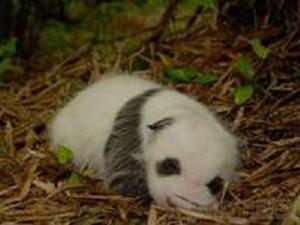 大熊貓幼仔