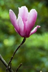 北京大覺寺玉蘭花 北京大覺寺玉蘭花