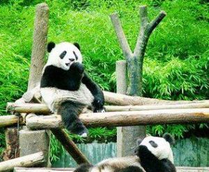 大熊貓國家公園 大熊貓國家公園