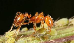（圖）大頭蟻屬