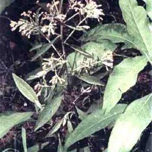 全裂艾納香 全裂艾納香