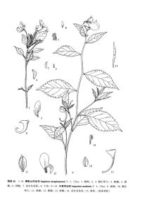 木里鳳仙花 木里鳳仙花