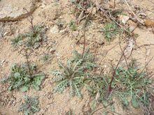 苦碟子[菊目菊科植物]