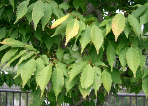 單齒鵝耳櫪 單齒鵝耳櫪