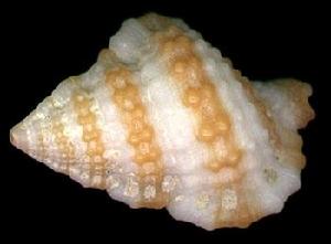 斑馬翼法螺 斑馬翼法螺