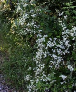 湖北鐵線蓮 湖北鐵線蓮