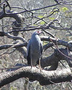 馬達加斯加獵鷹 馬達加斯加獵鷹