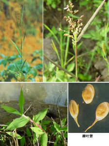 刺毛柳葉箬 刺毛柳葉箬