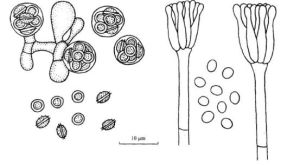 肉桂紫正青黴 肉桂紫正青黴