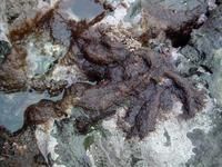 柔質仙菜 柔質仙菜