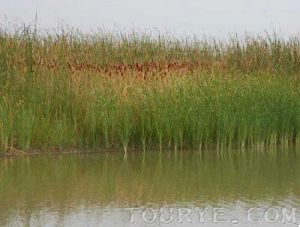 北京鳥類濕地自然保護區