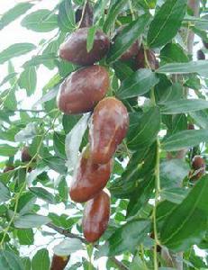 大馬牙棗 大馬牙棗