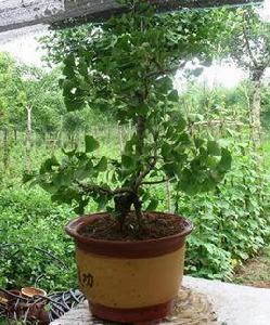 銀杏嫁接 銀杏嫁接