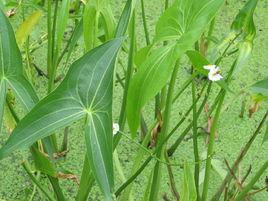 天南星科 天南星科